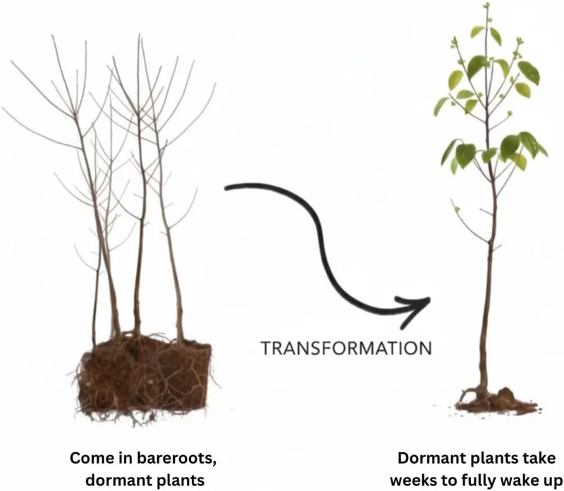 4 Pecan Trees Live Bare Root Plants – 1-2 Ft Tall Hardy Nut Trees for Outdoor Planting - Image 6
