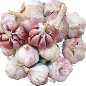 4 Peruvian Purple Stripe Garlic Bulbs for Planting - Hardneck Tubers - Image 4