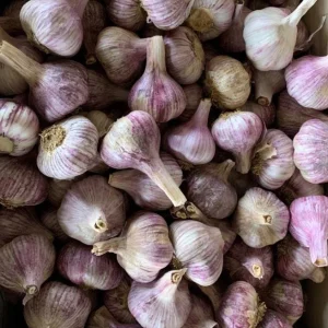 4 Peruvian Purple Stripe Garlic Bulbs for Planting - Hardneck Tubers - Image 5
