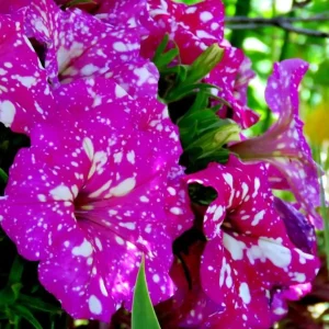 4 Pink Sky Petunia Live Plants - Bicolor Pink Flowers, 3-6 Inch Tall Starter Petunias for Trailing - Image 4