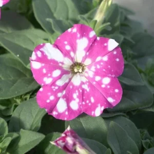 4 Pink Sky Petunia Live Plants - Bicolor Pink Flowers, 3-6 Inch Tall Starter Petunias for Trailing - Image 5