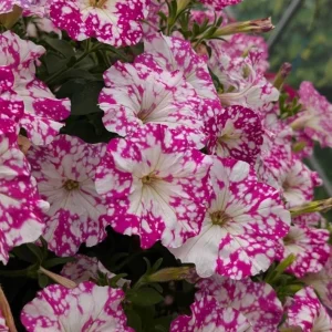 4 Pink Sky Petunia Live Plants - Bicolor Pink Flowers, 3-6 Inch Tall Starter Petunias for Trailing - Image 7