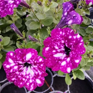 4 Pink Sky Petunia Live Plants - Bicolor Pink Flowers, 3-6 Inch Tall Starter Petunias for Trailing - Image 8