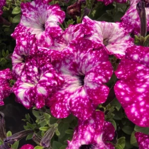 4 Pink Sky Petunia Live Plants - Bicolor Pink Flowers, 3-6 Inch Tall Starter Petunias for Trailing - Image 1