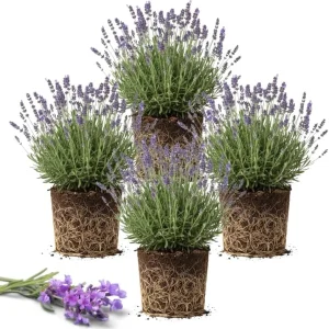 4 Provence Lavender Live Plants - Cold Hardy, Fragrant Perennial Herb, 4-8 Inch Tall - Image 2