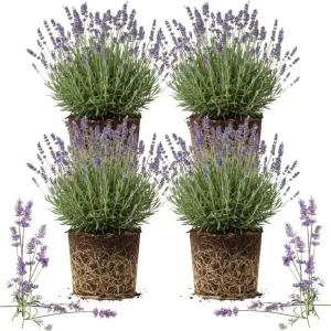 4 Provence Lavender Live Plants - Cold Hardy, Fragrant Perennial Herb, 4-8 Inch Tall - Image 6