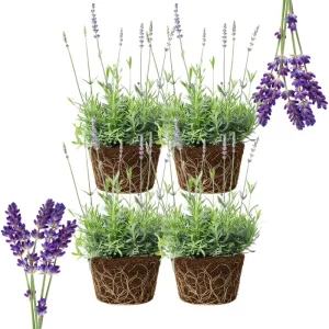 4 Provence Lavender Live Plants - Cold Hardy, Fragrant Perennial Herb, 4-8 Inch Tall - Image 7