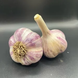 4 Purple Stripe Italian Garlic Bulbs for Planting - Hardneck Garlic - Image 3