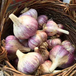 4 Purple Stripe Italian Garlic Bulbs for Planting - Hardneck Garlic - Image 6
