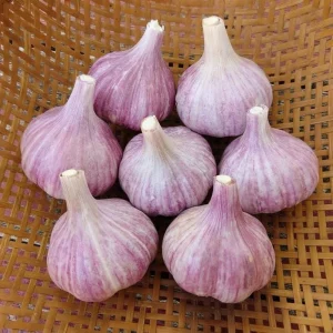 4 Purple Stripe Italian Garlic Bulbs for Planting - Hardneck Garlic - Image 1