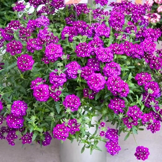 4 Purple Verbena Live Plants - 4-8" Tall, Hardy Perennial Groundcover - Image 2