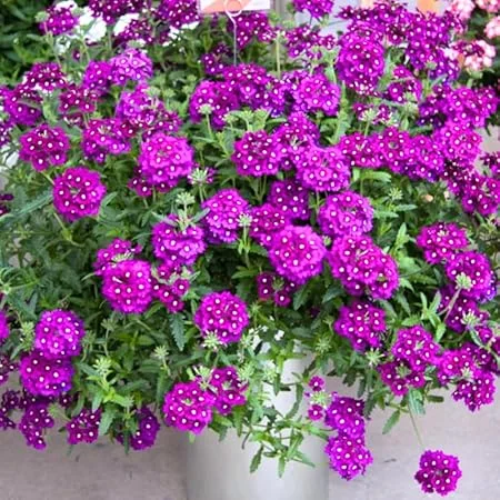 4 Purple Verbena Live Plants - 4-8" Tall, Hardy Perennial Groundcover - Image 5