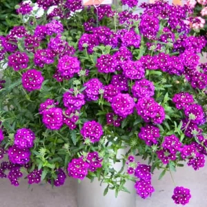 4 Purple Verbena Live Plants - 4-8