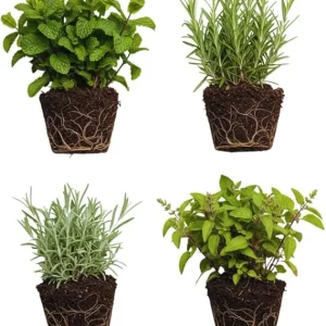 4 Random Live Herb Plants Collection - Well Rooted, Assorted Varieties - Image 3