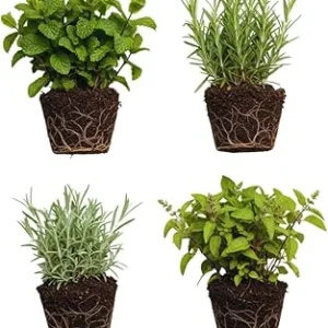 4 Random Live Herb Plants Collection - Well Rooted, Assorted Varieties - Image 4