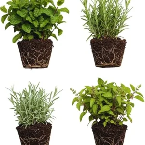 4 Random Live Herb Plants Collection - Well Rooted, Assorted Varieties - Image 1