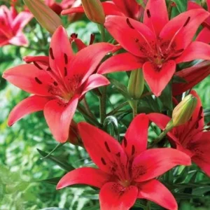 4 Red Asiatic Lily Bulbs for Planting - Lilium Flower Bulbs - Image 2