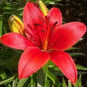 4 Red Asiatic Lily Bulbs for Planting - Lilium Flower Bulbs - Image 3