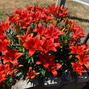 4 Red Asiatic Lily Bulbs for Planting - Lilium Flower Bulbs - Image 4