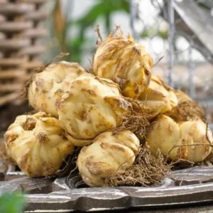 4 Red Asiatic Lily Bulbs for Planting - Lilium Flower Bulbs - Image 7