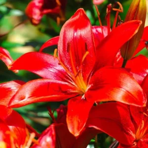 4 Red Asiatic Lily Bulbs for Planting – Vibrant Lilium Flower Bulbs - Image 5