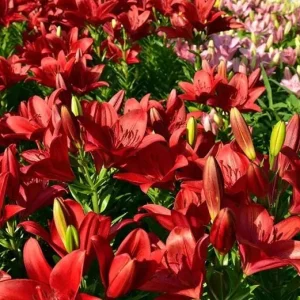 4 Red Asiatic Lily Bulbs for Planting – Vibrant Lilium Flower Bulbs - Image 6