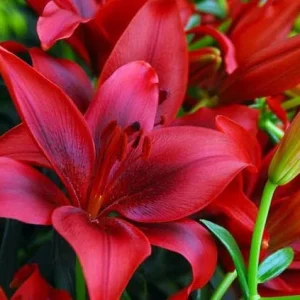 4 Red Asiatic Lily Bulbs for Planting – Vibrant Lilium Flower Bulbs - Image 1