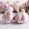4 Red Russian Garlic Bulbs - Hardneck Garlic for Planting & Gardening - Image 1