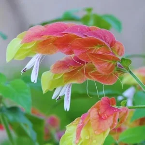 4 Red Shrimp Plants Live – 5-7 Inch Tall – Potted Outdoor Garden Plant - Image 4