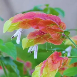 4 Red Shrimp Plants Live – 5-7 Inch Tall – Potted Outdoor Garden Plant - Image 5