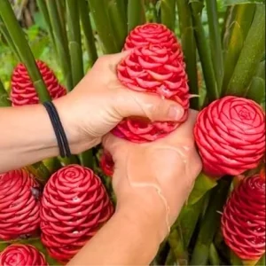 4 Shampoo Ginger Roots – Fresh Awapuhi Zerumbet Rhizomes – Live Bare Root Plant – Outdoor - Image 4