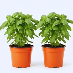 4 Sweet Basil Live Plants, Herb Plant, 4-6 Inches Tall, Indoor/Outdoor - Image 7