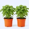 4 Sweet Basil Live Plants, Herb Plant, 4-6 Inches Tall, Indoor/Outdoor - Image 1