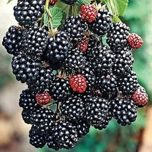 4 Thornless Everbearing Chester Blackberry Live Plants - High Yield Fruit Bushes - Image 4