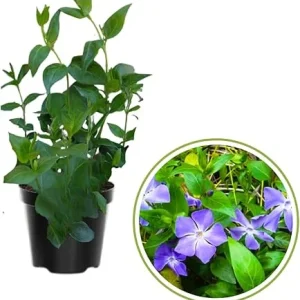 4 Vinca Minor Live Plants - Ground Cover - 4 Inch Pot - Purple Flowers - Image 5
