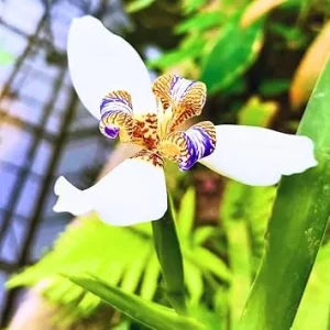 4 Walking Iris Plants Bare Root - Purple Flowering Neomarica gracilis 5+ Inches Tall - Image 7