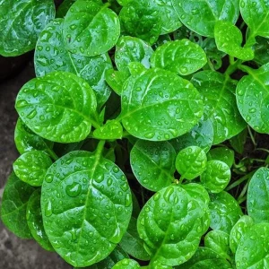 400 Malabar Spinach Seeds - Large-Leaf Green Climbing Vine - Vegetable Seeds - Image 3