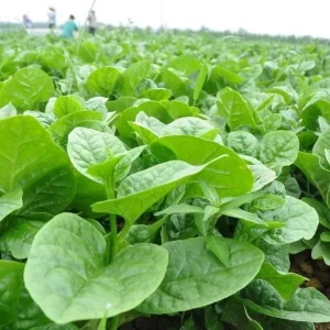 400 Malabar Spinach Seeds - Large-Leaf Green Climbing Vine - Vegetable Seeds - Image 6
