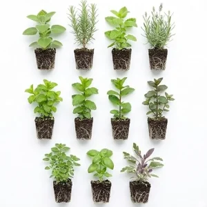 5 Assorted Herb Live Plants Mix, 4-8
