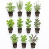 5 Assorted Herb Live Plants Mix, 4-8" Tall, Rosemary, Basil, Lemon Balm, Oregano - Image 1