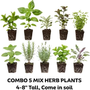 5 Assorted Herb Live Plants - Starter Mix Rosemary, Basil, Lemon Balm & More - 4-8