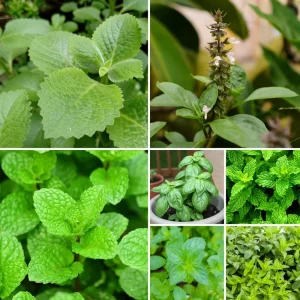5 Assorted Herb Live Plants - Starter Mix Rosemary, Basil, Lemon Balm & More - 4-8