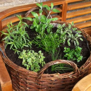 5 Assorted Herb Live Plants - Starter Mix Rosemary, Basil, Lemon Balm & More - 4-8