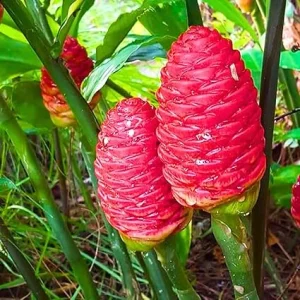 5 Awapuhi Shampoo Ginger Rhizomes - Live Zingiber Zerumbet Roots for Planting - Image 2