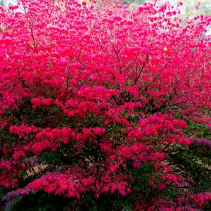 5 Burning Bush Shrubs – Dormant Rooted Cuttings, 6-12