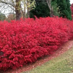 5 Burning Bush Shrubs – Dormant Rooted Cuttings, 6-12