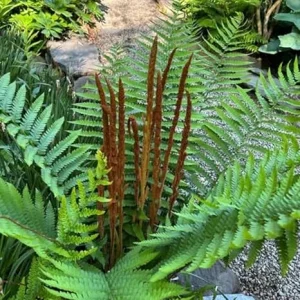5 Cinnamon Fern Rhizomes – Live Ferns for Outdoor & Indoor Gardening, 3-5 Inch Tall - Image 4