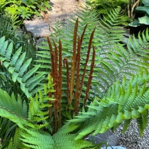 5 Cinnamon Fern Rhizomes – Live Ferns for Outdoor & Indoor Gardening, 3-5 Inch Tall - Image 5