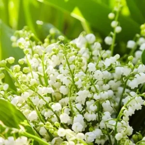 5 Fragrant Lily of the Valley Bare Root Plants - Easy Grow May Lilies, Cold Hardy - Image 2
