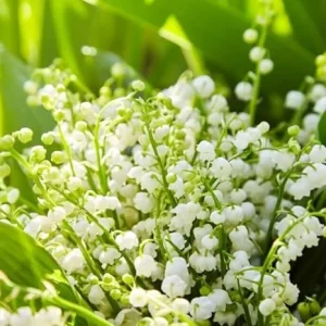 5 Fragrant Lily of the Valley Bare Root Plants - Easy Grow May Lilies, Cold Hardy - Image 7